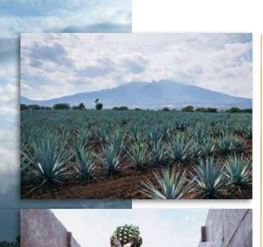 Rutas Caminos del Mezcal